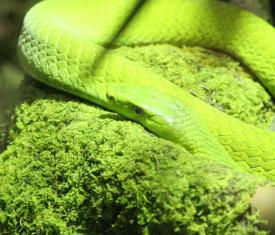 Click to enlarge image  - Salzburg Natural History Museum - Page 9 - Reptile Zoo with and extensive collection of poisonous snakes!