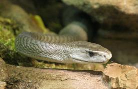 Click to enlarge image  - Salzburg Natural History Museum - Page 9 - Reptile Zoo with and extensive collection of poisonous snakes!