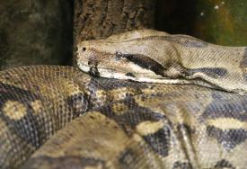 Click to enlarge image  - Salzburg Natural History Museum - Page 9 - Reptile Zoo with and extensive collection of poisonous snakes!