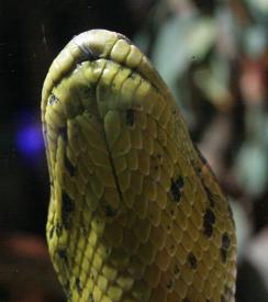 Click to enlarge image  - Salzburg Natural History Museum - Page 9 - Reptile Zoo with and extensive collection of poisonous snakes!