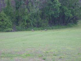 Click to enlarge image  - A Goose and her Goslings - First time I have seen this in the wild.