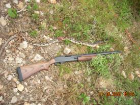 Click to enlarge image Here is the over all view as compared to our shot gun. - Timber Rattler - One snake down