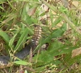 Click to enlarge image I count seven buttons. - Timber Rattler - One snake down