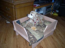 Click to enlarge image At first, not sure it is his own - George Bailey Gets a New Bed - George the Bailey Cocker Spaniel