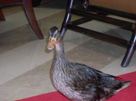  - The Duck Walk at The Peabody in Orlando - International Driv - Panama Cruise January 2011 - Last Trans-canal trip planned for the Disney Wonder at this time.