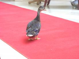  - The Duck Walk at The Peabody in Orlando - International Driv - Panama Cruise January 2011 - Last Trans-canal trip planned for the Disney Wonder at this time.