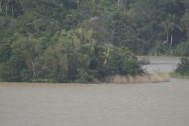 Dense tropical jungle of Panama Dense tropical jungle of Panama - Lago Gatun and the Panama Canal Crossing! Part 3 - - Panama Cruise January 2011 - Last Trans-canal trip planned for the Disney Wonder at this time.