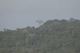  - Lago Gatun and the Panama Canal Crossing! Part 3 - - Panama Cruise January 2011 - Last Trans-canal trip planned for the Disney Wonder at this time.