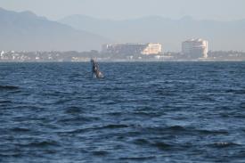  - Day Thirteen and Whale Watching in Puerto Vallarta, Mexico - Panama Cruise January 2011 - Last Trans-canal trip planned for the Disney Wonder at this time.