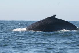 Our first view close-up. Look at the enlarged image to see the scars from fighting other males for procreation. Our first view close-up. Look at the enlarged image to see the scars from fighting other males for procreation. - Day Thirteen and Whale Watching in Puerto Vallarta, Mexico - Panama Cruise January 2011 - Last Trans-canal trip planned for the Disney Wonder at this time.