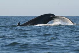 Day Thirteen and Whale Watching in Puerto Vallarta Mexico