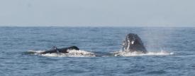 Rare glimpse of the head of a whale. Rare glimpse of the head of a whale. - Day Thirteen and Whale Watching in Puerto Vallarta, Mexico - Panama Cruise January 2011 - Last Trans-canal trip planned for the Disney Wonder at this time.