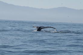  - Day Thirteen and Whale Watching in Puerto Vallarta, Mexico - Panama Cruise January 2011 - Last Trans-canal trip planned for the Disney Wonder at this time.