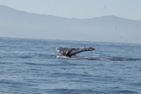  - Day Thirteen and Whale Watching in Puerto Vallarta, Mexico - Panama Cruise January 2011 - Last Trans-canal trip planned for the Disney Wonder at this time.