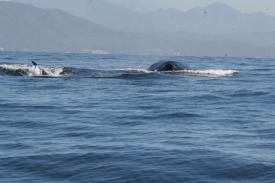 All hearts skipped a beat when these three males were spotted headed right for us. All hearts skipped a beat when these three males were spotted headed right for us. - Day Thirteen and Whale Watching in Puerto Vallarta, Mexico - Panama Cruise January 2011 - Last Trans-canal trip planned for the Disney Wonder at this time.