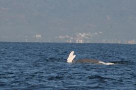  - Day Thirteen and Whale Watching in Puerto Vallarta, Mexico - Panama Cruise January 2011 - Last Trans-canal trip planned for the Disney Wonder at this time.