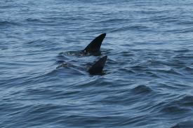  - Day Thirteen and Whale Watching in Puerto Vallarta, Mexico - Panama Cruise January 2011 - Last Trans-canal trip planned for the Disney Wonder at this time.