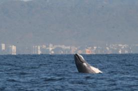 The playful calf takes a look at the new world. The playful calf takes a look at the new world. - Day Thirteen and Whale Watching in Puerto Vallarta, Mexico - Panama Cruise January 2011 - Last Trans-canal trip planned for the Disney Wonder at this time.