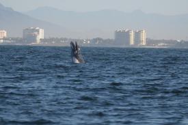  - Day Thirteen and Whale Watching in Puerto Vallarta, Mexico - Panama Cruise January 2011 - Last Trans-canal trip planned for the Disney Wonder at this time.