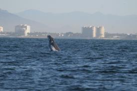  - Day Thirteen and Whale Watching in Puerto Vallarta, Mexico - Panama Cruise January 2011 - Last Trans-canal trip planned for the Disney Wonder at this time.