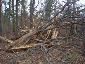 Click to enlarge image Tree exploded by lightning strike - Lightning Strikes Local Tree - 'The air was filled with electricity', says tree!