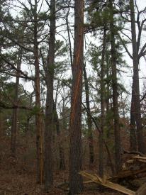 Click to enlarge image Strips of bark removed by nearby lightning strike - Lightning Strikes Local Tree - 'The air was filled with electricity', says tree!