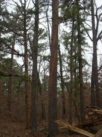 Click to enlarge image Strips of bark removed by nearby lightning strike - Lightning Strikes Local Tree - 'The air was filled with electricity', says tree!