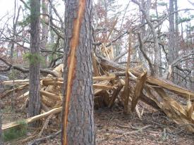Click to enlarge image - Lightning Strikes Local Tree - 'The air was filled with electricity', says tree!