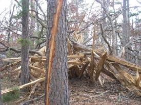 Click to enlarge image  - Lightning Strikes Local Tree - 'The air was filled with electricity', says tree!