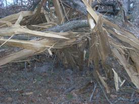 Click to enlarge image It looks like the tree exploded right out of the ground - Lightning Strikes Local Tree - 'The air was filled with electricity', says tree!