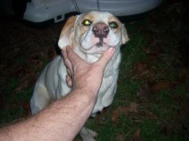 Click to enlarge image  - Found Dog near Rockhouse, Arkansas - Found: 2011 Feb 20 Updated: 2011 Feb 22