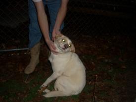 Click to enlarge image  - Found Dog near Rockhouse, Arkansas - Found: 2011 Feb 20 Updated: 2011 Feb 22