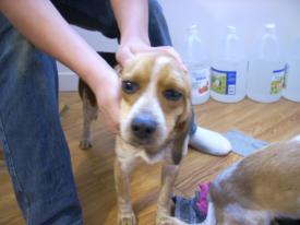 Click to enlarge image One of the Beagles we helped over the winter. Now she is home! Feb 22, 2011. - Found Dog near Rockhouse, Arkansas - Found: 2011 Feb 20 Updated: 2011 Feb 22