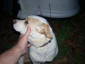 Click to enlarge image  - Found Dog near Rockhouse, Arkansas - Found: 2011 Feb 20 Updated: 2011 Feb 22