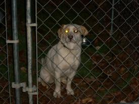 Click to enlarge image  - Found Dog near Rockhouse, Arkansas - Found: 2011 Feb 20 Updated: 2011 Feb 22