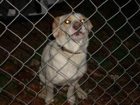 Click to enlarge image  - Found Dog near Rockhouse, Arkansas - Found: 2011 Feb 20 Updated: 2011 Feb 22
