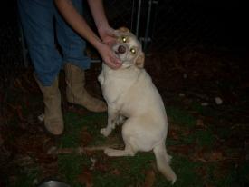 Click to enlarge image  - Found Dog near Rockhouse, Arkansas - Found: 2011 Feb 20 Updated: 2011 Feb 22