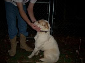 Click to enlarge image  - Found Dog near Rockhouse, Arkansas - Found: 2011 Feb 20 Updated: 2011 Feb 22