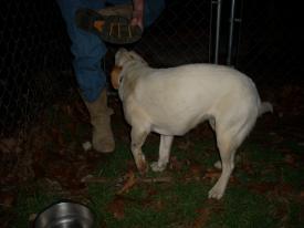 Click to enlarge image  - Found Dog near Rockhouse, Arkansas - Found: 2011 Feb 20 Updated: 2011 Feb 22