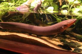 Electric Eel Electric Eel - Oklahoma Aquarium - A day of wonder, fun and education that everyone can enjoy!