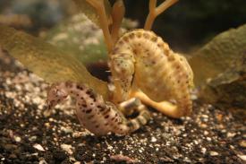 Pot-Bellied Seahorse Pot-Bellied Seahorse - Oklahoma Aquarium - A day of wonder, fun and education that everyone can enjoy!