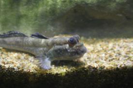 African Mudskipper African Mudskipper - Oklahoma Aquarium - A day of wonder, fun and education that everyone can enjoy!