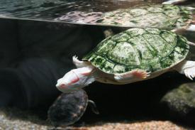 Albino Red Ear Slider Albino Red Ear Slider - Oklahoma Aquarium - A day of wonder, fun and education that everyone can enjoy!