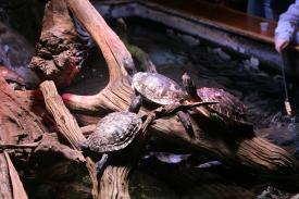 Feeding the Red Ear Sliders in the turtle tank