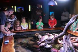 All ages enjoy feeding the red ear sliders All ages enjoy feeding the red ear sliders - Feeding the Red Ear Sliders in the turtle tank - Fishes of Oklahoma exhibit in the Oklahoma Aquarium