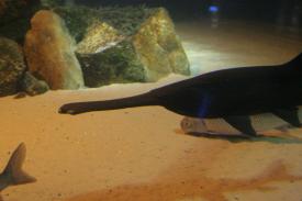  - Paddlefish - Fishes of Oklahoma Exhibit - Oklahoma Aquarium in Jenks, Oklahoma south of Tulsa