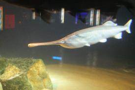  - Paddlefish - Fishes of Oklahoma Exhibit - Oklahoma Aquarium in Jenks, Oklahoma south of Tulsa