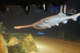 Paddlefish - Fishes of Oklahoma Exhibit
