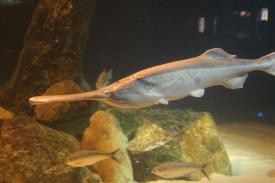  - Paddlefish - Fishes of Oklahoma Exhibit - Oklahoma Aquarium in Jenks, Oklahoma south of Tulsa