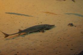 Shovelnose Sturgeon - Fishes of Oklahoma Exhibit